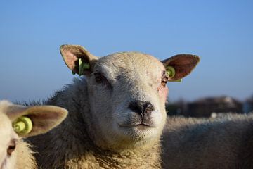 schaap van sara flikweert