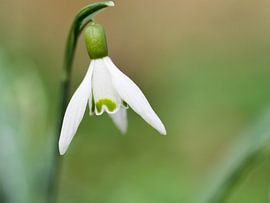 Sneeuwklokje sur Cindy Arts