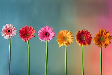 Gerberalijn - Kleurrijke bloemen op een rij van Felix Brönnimann