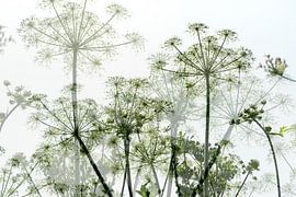 Summer by Frank Lavooij