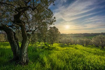 Olijfgaard bij zonsondergang, Toscane van Stefano Orazzini