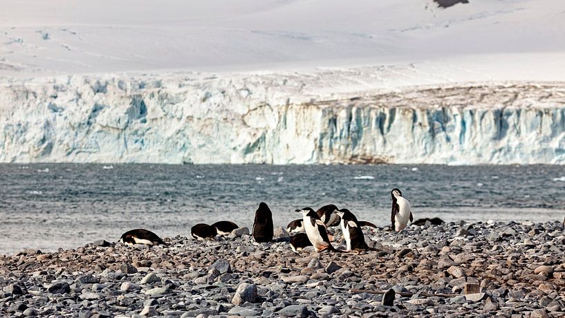 Kinbandpinguïns op Antarctica van Roland Brack