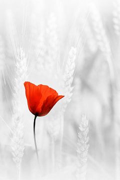 Poppy in cornfield by Ingrid Van Damme fotografie