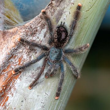 Der Samtjäger: Rotbeinige Vogelspinne