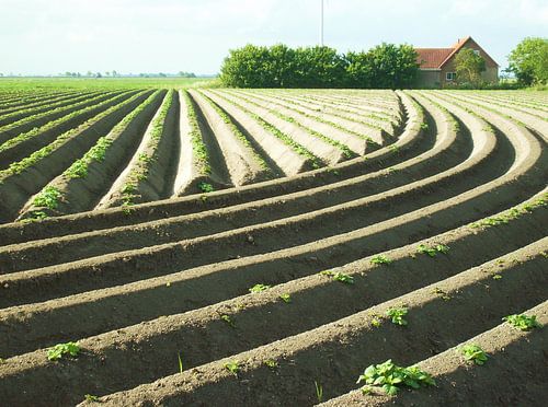 Aardappelruggen
