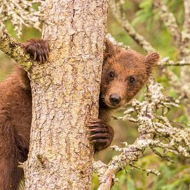 A young Grizzly bear by Koop point