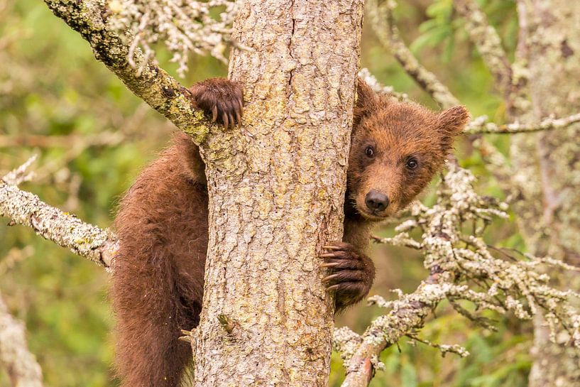 Ein junger Grizzlybär von Koop point