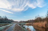 Dommel van Jasper Scheffers thumbnail