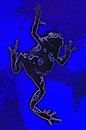 Blue Frog van De Rover thumbnail