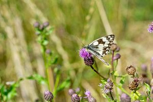 Melanargia galathea, Schachbrett Edelfalter auf einer Blume