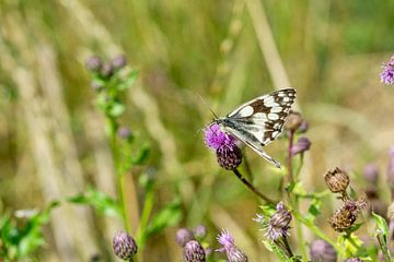Melanargia galathea, checkerboard butterfly on a flower by Animaflora PicsStock