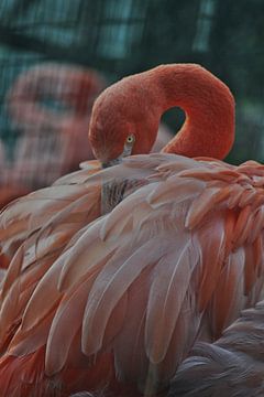 Flamingo houdt oogcontact van Ton Wever