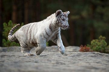 Bengal Tiger ( Panthera tigris ), white, young animal by wunderbare Erde