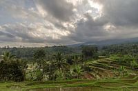 Rice terraces