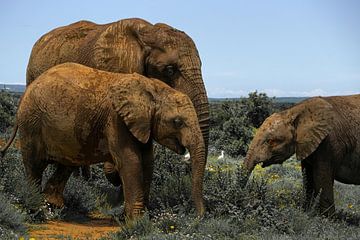 Three generations of elephants, Addo Elephant National Park by The Book of Wandering