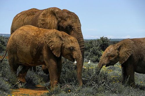 Drie generaties olifanten, Addo Elephant National Park van The Book of Wandering