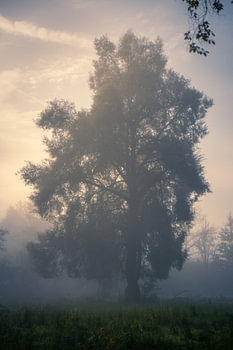 Ein nebliger Morgen