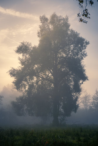 A misty morning