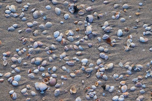Coquillages, plage