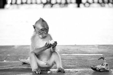 Baby aap op Bali. van Aukelien Philips