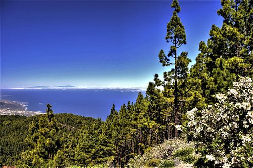 Natuur op TENERIFE    prachtige wildgroei en Kanarise dennen in helder blauwe lucht met zicht op het