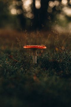 Het wonder van de herfst van Imagination by Mieke