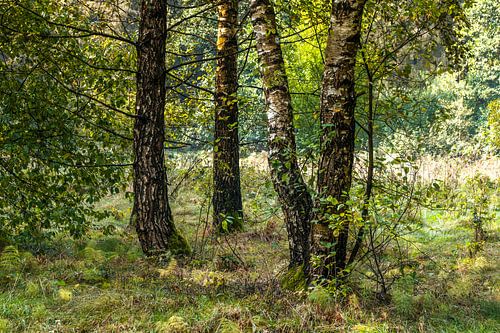 Bouleaux dans la forêt