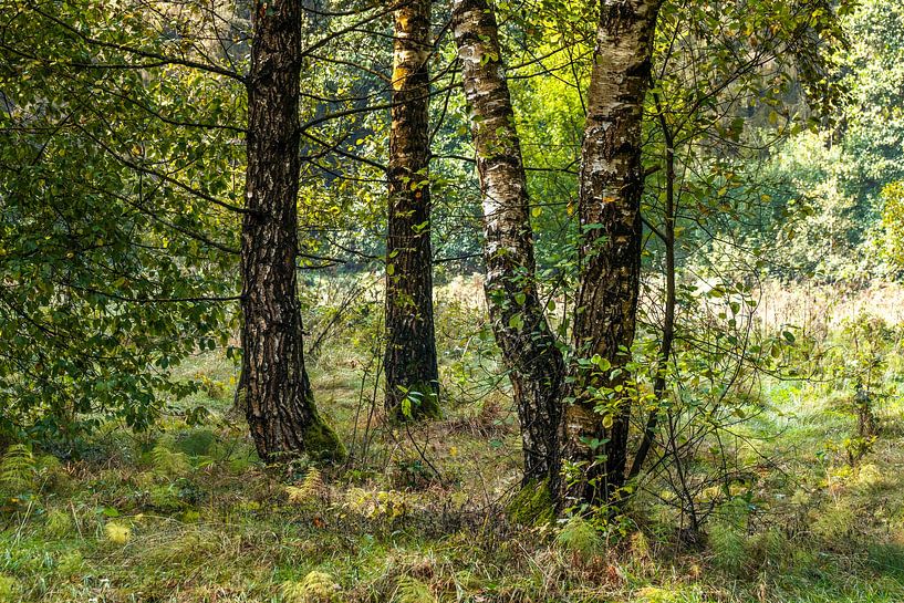 Birkenbäume im Wald von Holger W. Spieker
