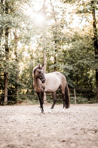 Paard Statig in Zacht Boslicht bij Ochtendzon