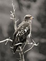 Junger amerikanischer Weißkopfseeadler beim Grübeln über einen toten Baum