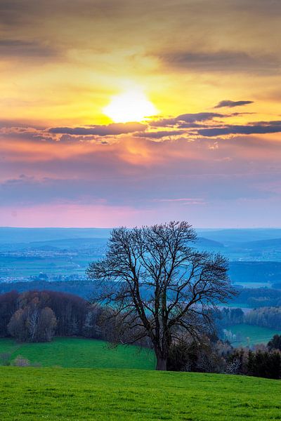 Mächtiger Baum im bunten Abendlicht der Rhön von Flatfield