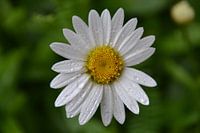 Witte margriet met regendruppels