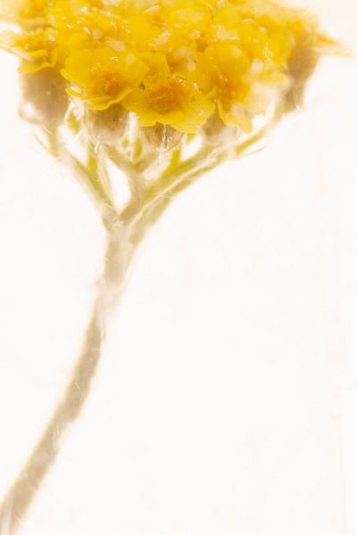 Yarrow in ice 1 by Marc Heiligenstein