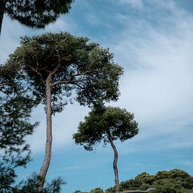 Bäume im schönen Dubrovnik von Joyce Beukenex