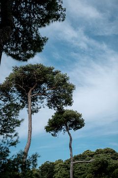 Bäume im schönen Dubrovnik von Joyce Beukenex