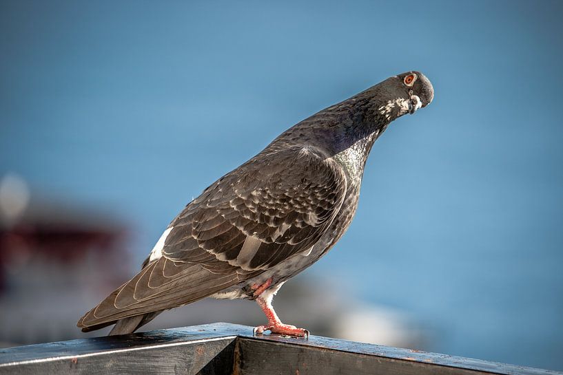 Duif by Jeannette Fotografie
