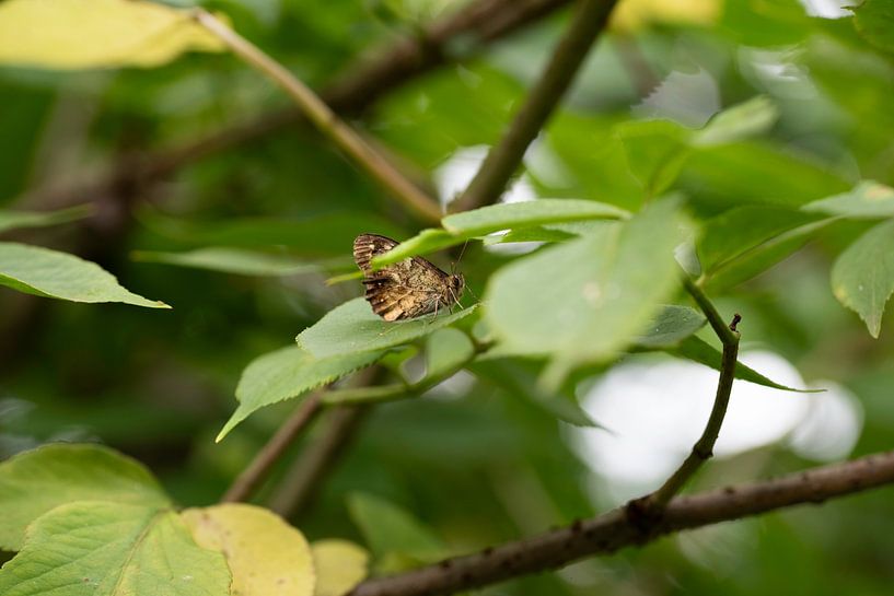 The world of insects by Roland de Zeeuw