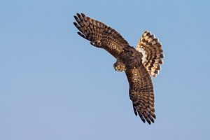 Hen Harrier female in flight by Beschermingswerk voor aan uw muur