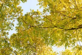 Robinia pseudoacacia frisia 6910080218 photographe Fred Roest sur Fred Roest