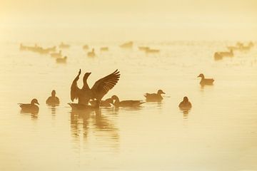 Greylag geese at sunrise.
