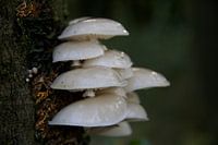 Pilze auf einem Baum