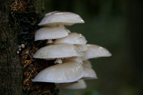 Paddenstoelen aan een boom