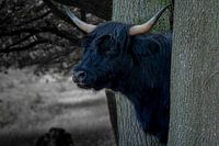 Schottischer Highlander in Großaufnahme