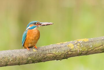 Ijsvogel met vis  /Common Kingfisher von Anna Stelloo