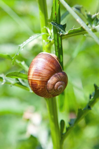 Weinbergschnecke von t.ART