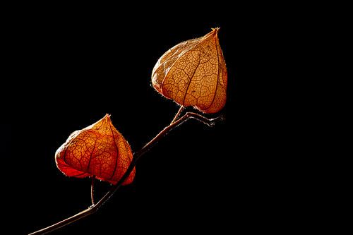 Een vurige bloem in de duisternis