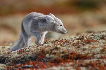 Polarfuchs in herbstlicher Landschaft Norwegens von Menno Schaefer