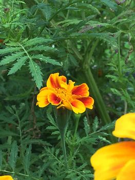 Zomer op de luchtbal