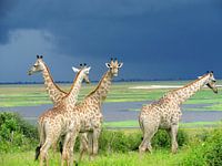 Giraffen voor de storm