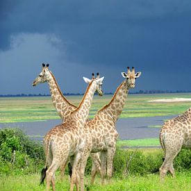 Giraffen voor de storm van Kim van de Wouw